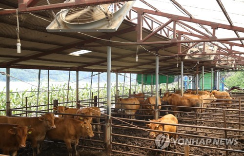 가마솥더위에 가축도 '헉헉'… 전남서 7만4000여 마리 폐사