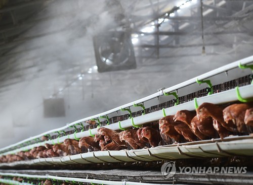 폭염에 가축도 죽을 맛… 전국서 닭·돼지 42만여마리 폐사