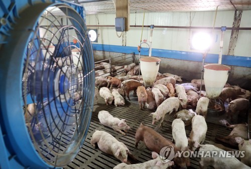 폭염에 가축도 죽을 맛… 전국서 닭·돼지 42만여마리 폐사