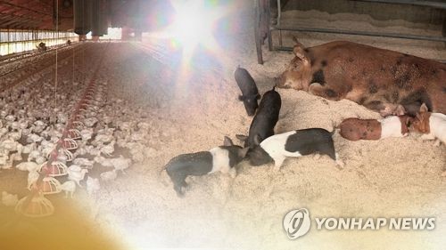 폭염에 가축 폐사 비상… "축사 송풍팬·안개분무로 체온 낮춰야"