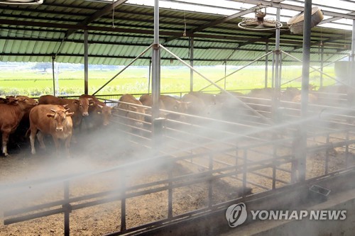 폭염에 가축 폐사 비상… "축사 송풍팬·안개분무로 체온 낮춰야"