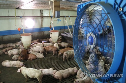 폭염에 가축 폐사 비상… "축사 송풍팬·안개분무로 체온 낮춰야"