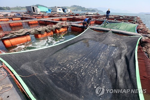 전남 함평 양식장 '돌돔 수만마리 폐사' 신고… 원인 조사 중