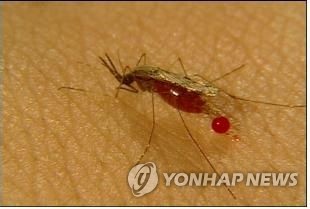 그 많던 모기 어디로… 폭염에 말라리아 환자 감소