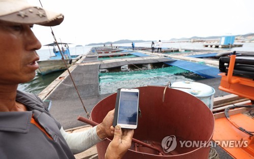 폭염 탓 충남 천수만 수온 26도 넘어… 우럭 폐사 우려