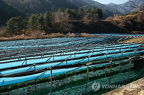 썩어가는 사과·말라가는 인삼… 폭염에 까맣게 타들어 가는 농심