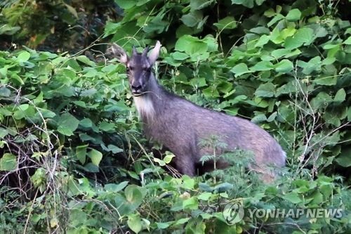 '서울까지 어떻게 왔니'…멸종위기 1급 산양 서울서 첫 발견