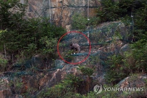 '서울까지 어떻게 왔니'…멸종위기 1급 산양 서울서 첫 발견