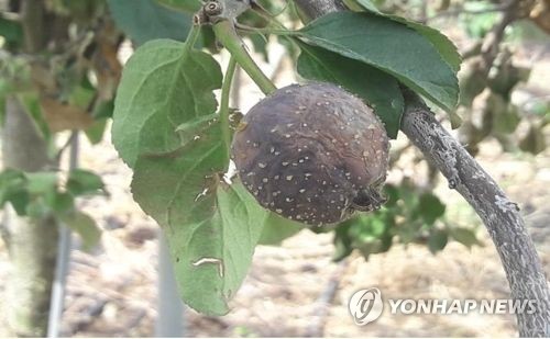 냉해에 병해까지…과일 국가대표 '금사과''금배' 되나