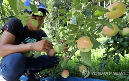 썩어가는 사과·말라가는 인삼… 폭염에 까맣게 타들어 가는 농심