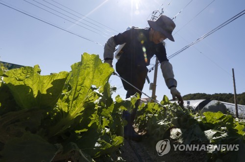 썩어가는 사과·말라가는 인삼… 폭염에 까맣게 타들어 가는 농심