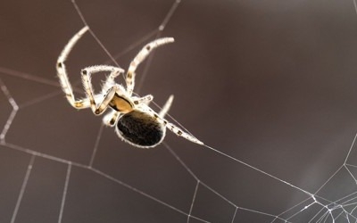 날개 없이 수백㎞ 날아가는 거미 비행 '큐사인'은 전기장