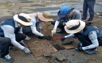 인천항서 붉은불개미 일개미 70마리 추가 발견