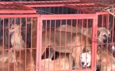 반복되는 '개 식용' 논란… '퍼스트 도그'·꽃상여 캠페인 가세