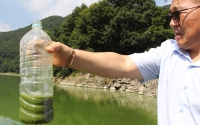 녹색 찌꺼기 '둥둥' 악취 진동…녹조가 점령한 대청호