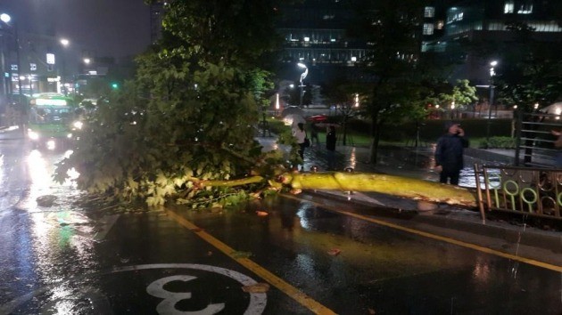 서울지역에 호우경보가 발효된 28일 동작구 중앙대학교 인근에 가로수가 폭우로 쓰러져있다. [흑석지구대 제공]