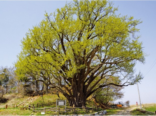 볼음도 내촌 800년 수령의 은행나무 