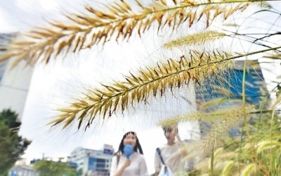 폭염 속 만개한 '가을 전령사'