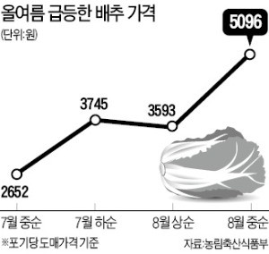 포기당 5096원… '金추'된 배추