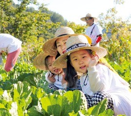 교동 장독대마을 농작물 수확체험. 