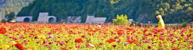 백일홍이 만발한 평창강변. 