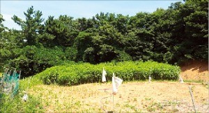 충남 서산시 바닷가 전원지 