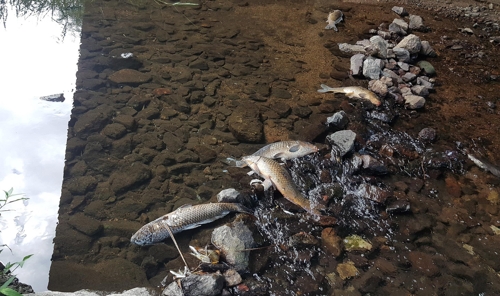 펄펄 끓는 한반도, 폭염에 분당천 물고기 떼죽음