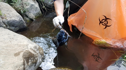 펄펄 끓는 한반도, 폭염에 분당천 물고기 떼죽음