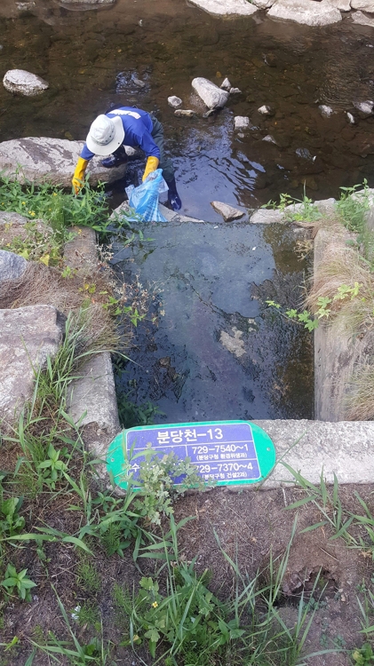 펄펄 끓는 한반도, 폭염에 분당천 물고기 떼죽음