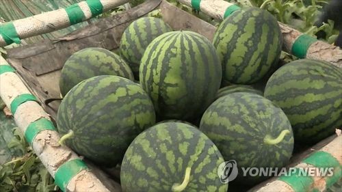 폭염에 배추·무 가격 '고공행진'… 과일값도 올라