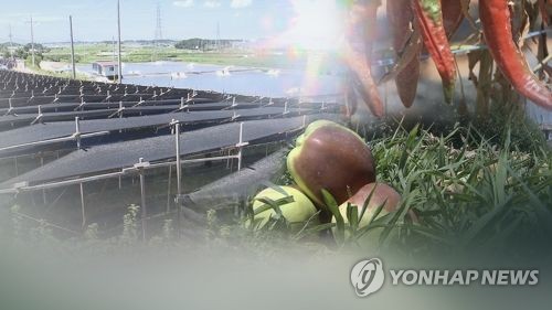 [펄펄 끓는 한반도]충북 폭염 피해 역대급… 가축 26만마리 폐사