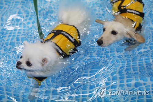 반려견·묘 보험료 월 2만원대… 수술 1회 150만원 지급