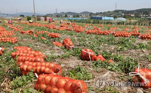 양파 생산량 증가로 가격 12.6%↓… 경북도 200t 긴급 수매