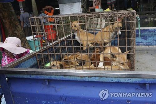 "개고기 거래 막는다"… 인니 당국, 관련규정 마련 추진