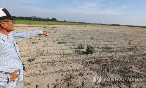 한 달째 폭염… 충남 온열질환자 193명·가축 78만마리 떼죽음