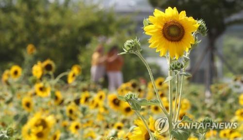 [내일날씨] 폭염·열대야 계속… 낮 최고 35도