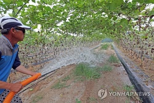 30일째 폭염에 경기도 밭작물 피해도 확산