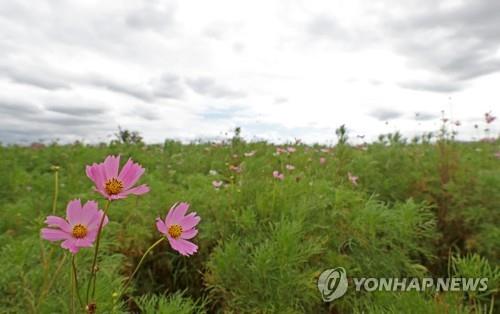 에어컨 끄고 잔 게 얼마 만인지… 열대야 사라진 날씨 '반갑다'