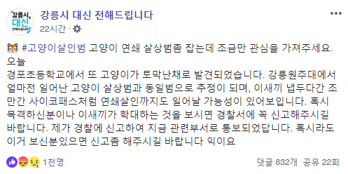 강릉서 훼손된 고양이 사체 잇따라 발견… 시민들 '분노·불안'