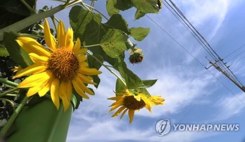 대구 낮 최고 36도… 태풍 북상에도 무더위 이어져