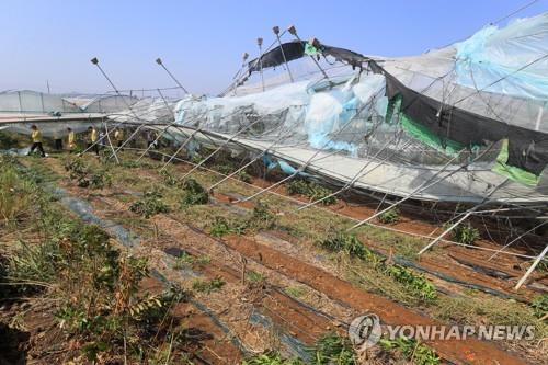 태풍 '솔릭' 농작물 피해 예상보다 적어… 제주가 대부분