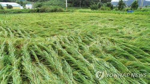 쓰러지고, 떨어지고, 날리고… 광주·전남 곳곳 '솔릭' 생채기