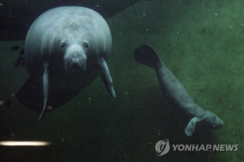 코끼리에게서 암 정복 길을 찾다… '좀비유전자' 규명