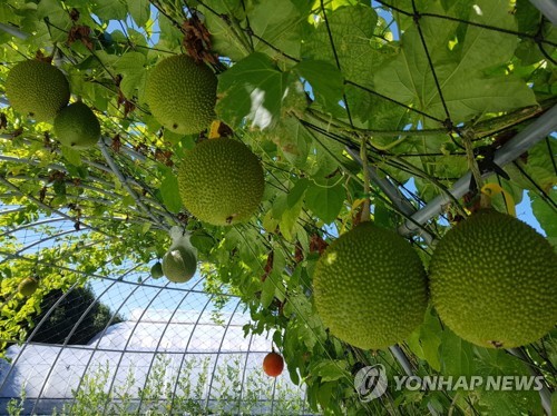 [한반도 이상징후] ⑥ "기후변화, 피할 수 없다면 적응하라"