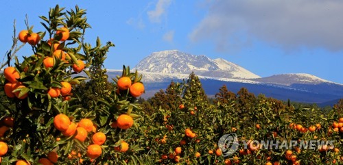 제주도, FTA 기금 사업 전국 최우수 선정… 내년 사업비 증액