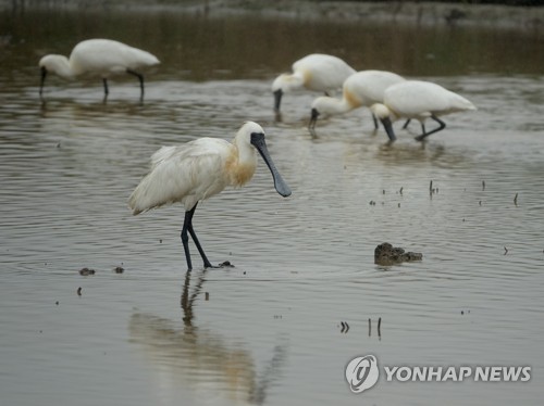 인천 송도 조류서식용 인공섬 건설 백지화