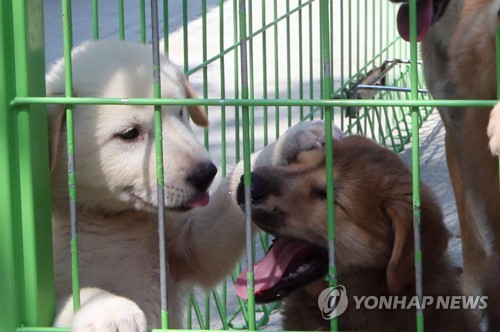 극진한 사랑 받거나 버림받거나… 폭염 속 반려동물 '명암'