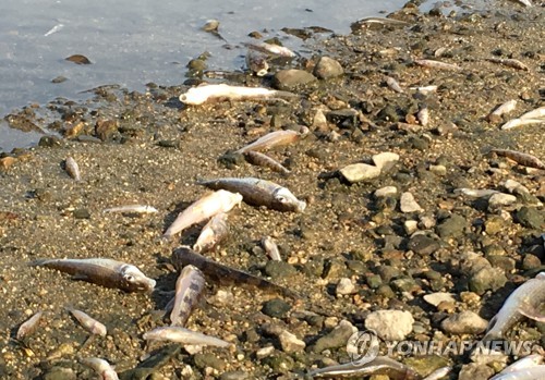 전주 하천에서 물고기 떼죽음…"수온 상승에 오염원 유입 탓"