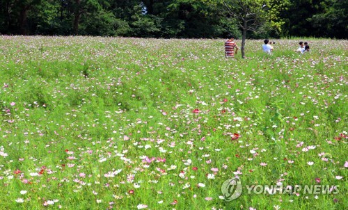 태풍 지나고 가을이 성큼…전국 유명 산·축제장 '인파'