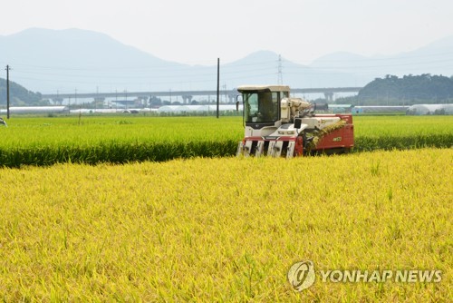 태풍 지나고 가을이 성큼…전국 유명 산·축제장 '인파'